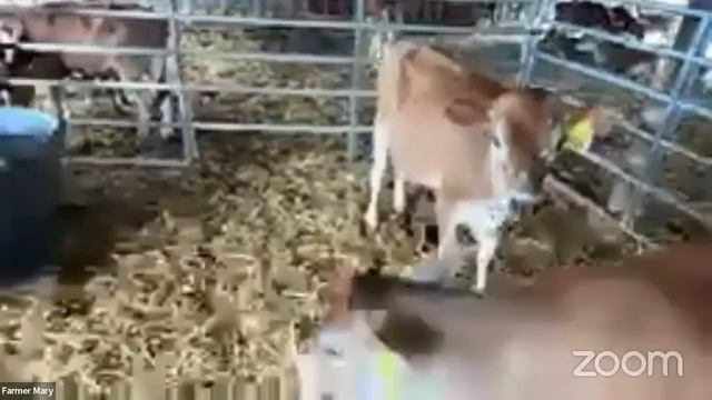 Barham Jersey Farm - Adopt A Cow Live Chat 2024 смотреть онлайн