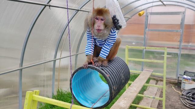 Гоша занят любимыми делами с папой смотреть онлайн