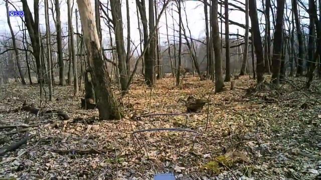 Пневматический пистолет Artemis CP2, хронограф. На сколько хватает одного баллона смотреть онлайн