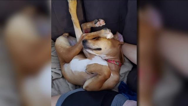 Pet Project: Bambi смотреть онлайн