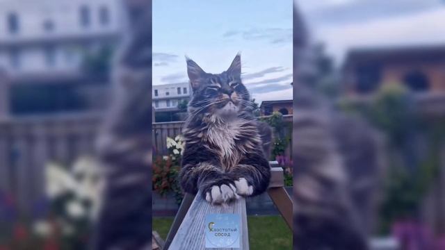 СМЕШНЫЕ КОШКИ И ДРУГИЕ ЖИВОТНЫЕ/ 4 МИНУТЫ СМЕХА/ FUNNY CATS AND OTHER ANIMALS смотреть онлайн