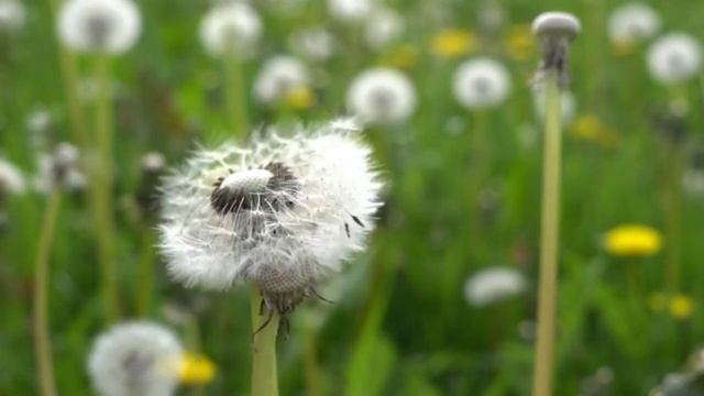 Bird lovars//flowers lovers//Belgium beautiful scenery./Relexing music& ./flowers wildlife 8k utra смотреть онлайн