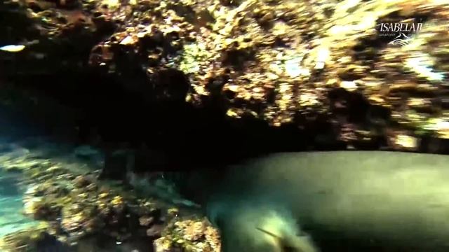 Galapagos underwater magic смотреть онлайн