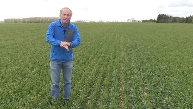 Wheat School: How to avoid leaf burn from UAN смотреть онлайн