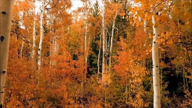MSC JPSLV Gamela - E's Jammy Jams смотреть онлайн