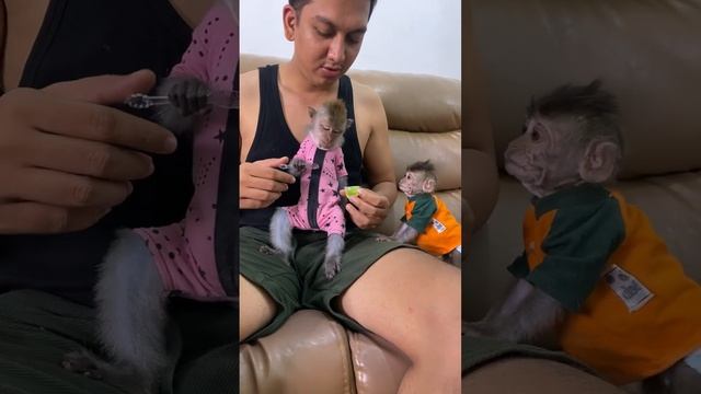 Baby Monkey Dino Is Accompanied By Monkey BiBi While Dad Is Cleaning The House
