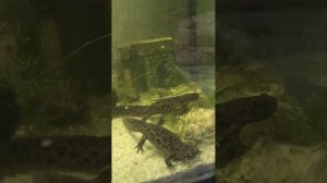 как размножаются тритоны