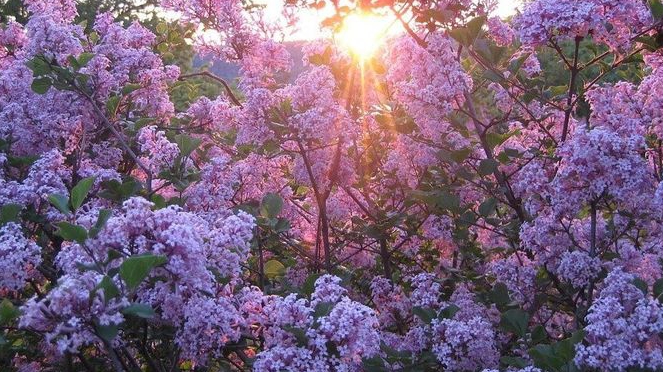 Обзор нашей дачи весной. Красота весны смотреть онлайн