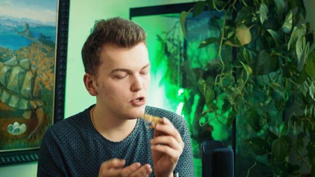 Пятнистый ЭУБЛЕФАР самая ПОПУЛЯРНАЯ РЕПТИЛИЯ? Как содержать эту ящерицу? смотреть онлайн