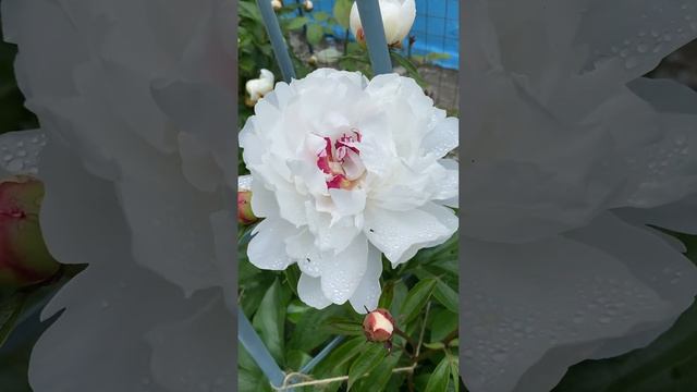 Травянистый пион, по классике с муравьями🤭 #peony смотреть онлайн