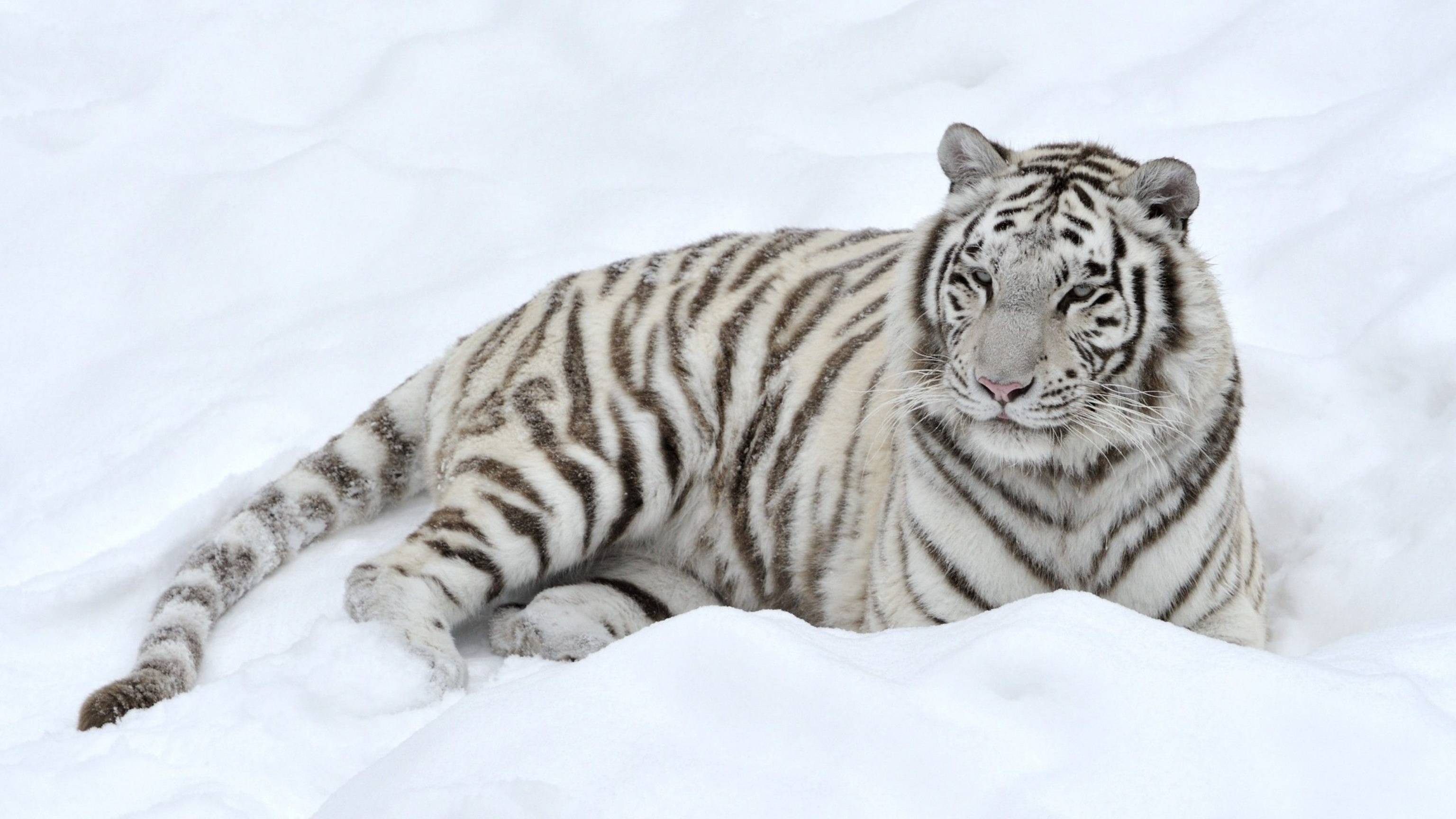 Эдуард Асадов - Бенгальский тигр смотреть онлайн