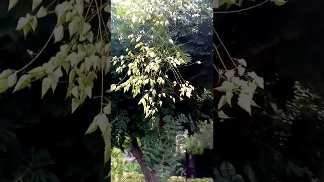 Хоть кто-нибудь знает: что это? смотреть онлайн