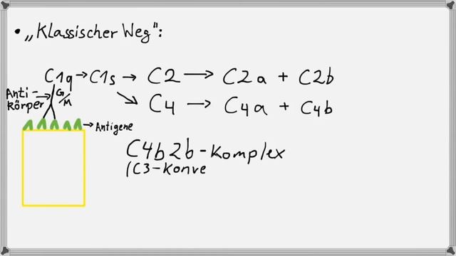 Biochemie 7 - Immunsystem Teil 3.1 Komplementsystem I смотреть онлайн