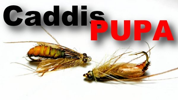 Caddis Pupa variant Пупу ручейника, отлично ловит форель и хариуса