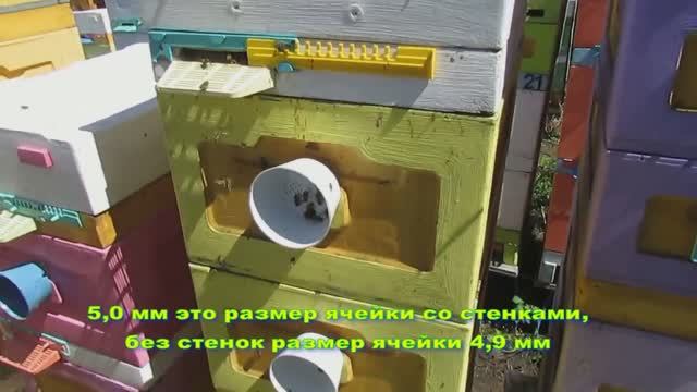 пчеловодство на ячейке 4,9 мм - часть 67, вощину хорошо строят, подставляю еще 18.05.2024 смотреть онлайн