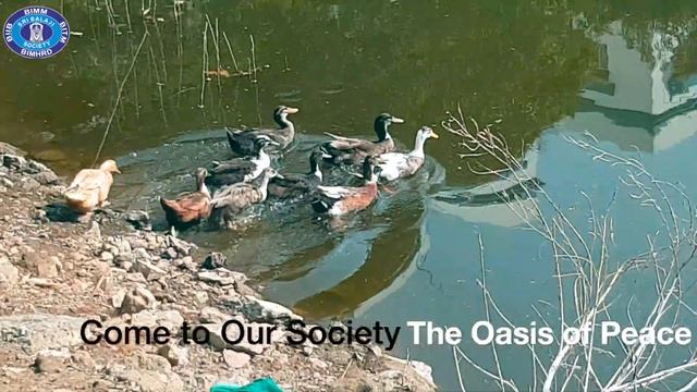 Flora and Fauna of Sri Balaji Society, Pune смотреть онлайн