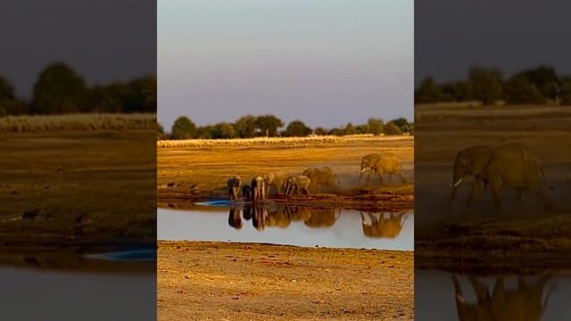Elephant Water Stampede #chobi #theamx #botswana #elephants #techno смотреть онлайн