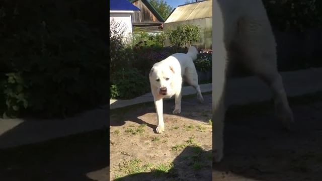 Выпускник питомника Тимерташ Храбрый Хан (Сургут) Сын Леди и Нурика (Тимерташ Железная Леди × Олимп смотреть онлайн