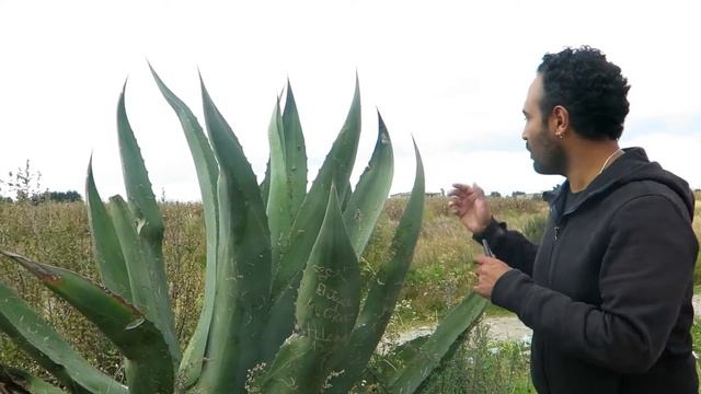 Análisis funcional. Flora y fauna смотреть онлайн