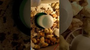 Цыплята Ломан Браун и бролеры кобб500. выращивание.