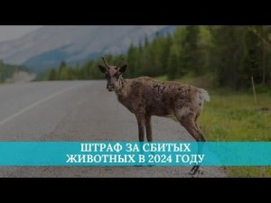 Штраф за сбитых животных в 2024 году