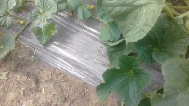 Дыня 12 07 19 смотреть онлайн