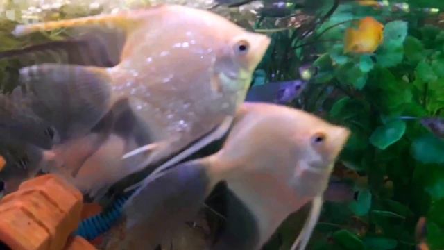 Cá Thần Tiên trắng dễ thương (VietSub) - Pterophyllum Scalare смотреть онлайн