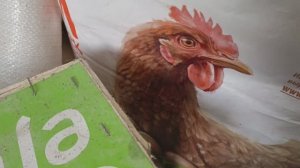 Как выбрать гранулированный комбикорм для кур