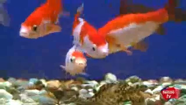 La nutrición para peces de agua fría y peces tropicales Consejos Purina para tu mascota смотреть онлайн