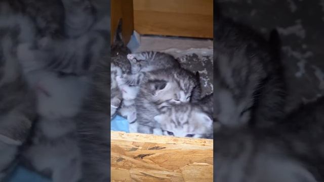 Котята, Воронеж смотреть онлайн