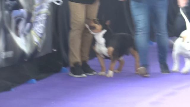 Euronationals ABKC Zamora Spain 2016,class pocket male up 3 years смотреть онлайн