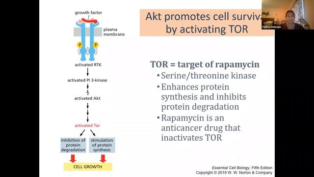 Cell Signaling Part 2 смотреть онлайн