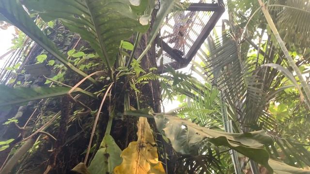 What can we learn from Nature | Botanical Garden Zurich 🌱| Silent Vlog 4K смотреть онлайн