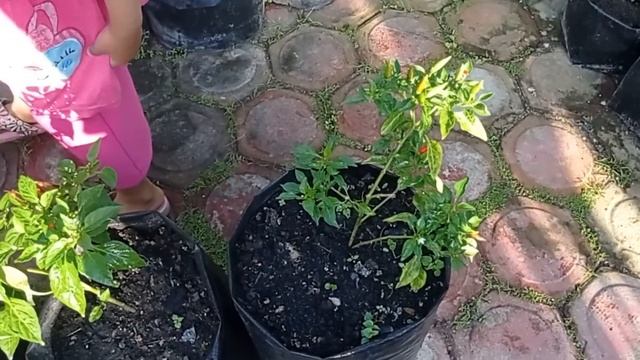 Membuat Pupuk Organik Cair Asam Amino hanya dengan Sebutir Telur | Dijamin Super Mudah !! смотреть онлайн
