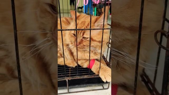 PERSIAN CAT ANTI RABIES VACCINATION смотреть онлайн