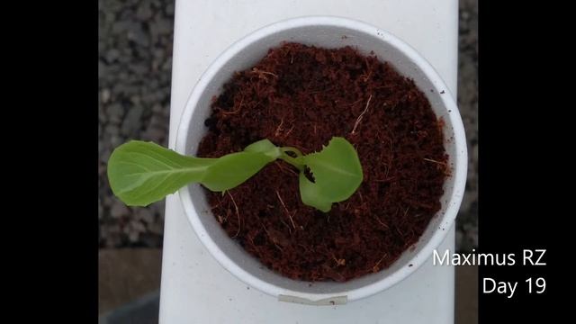 Maximus RZ Cos Romaine Lettuce by Rijk Zwaan | Demo Crop Series | July 2021 | Greengold Farms смотреть онлайн
