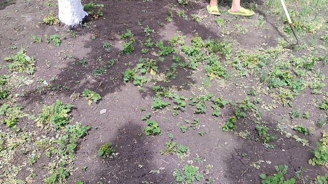 Дела огородные / КОГДА САЖАТЬ ОГУРЦЫ / День в частном доме смотреть онлайн