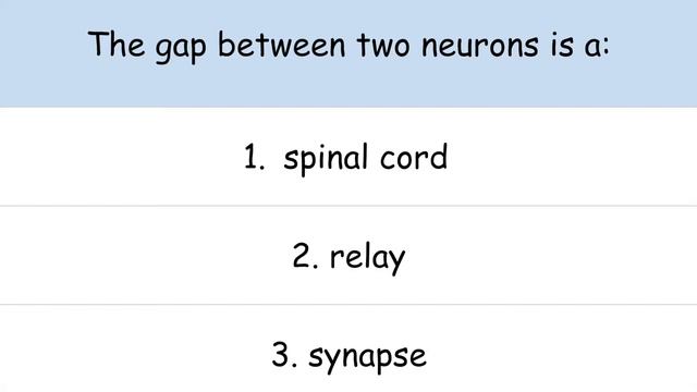 The Synapse - GCSE Biology | kayscience.com смотреть онлайн