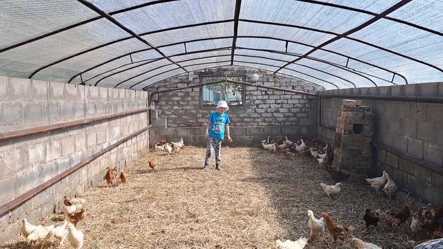Люблю курочек, помагаю папе, строим курятник смотреть онлайн