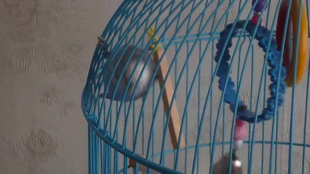 ПОПУГАЙ КЕША смотреть онлайн