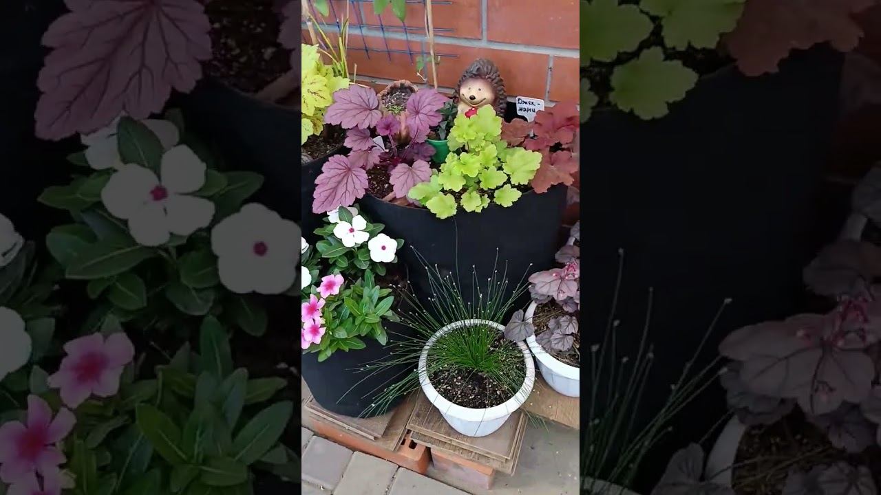 Цветочницы меня поймут😂... Сколько не сажай всё мало🌞 смотреть онлайн