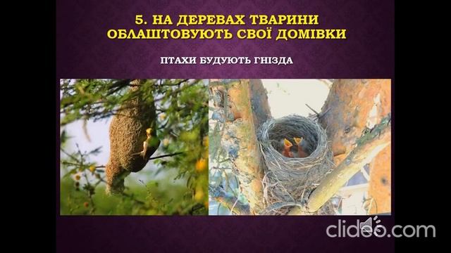 Зв'язки між рослинами і тваринами. 6 клас смотреть онлайн