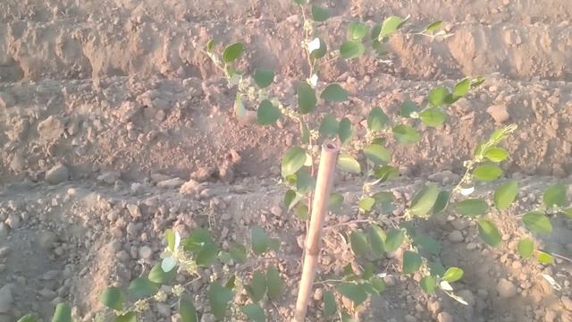 Apple Ber ki kheti Dipawali के शुभ अवसर पर डबल धमाका चूक मत जाना смотреть онлайн