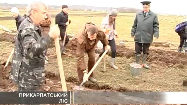 Прикарпатський ліс смотреть онлайн