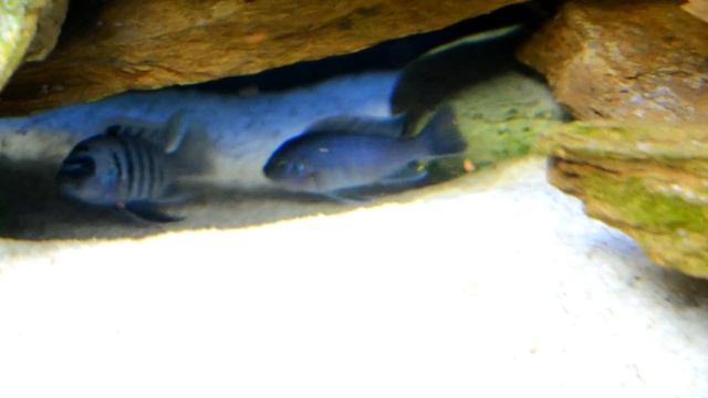 Нерест галерей смотреть онлайн