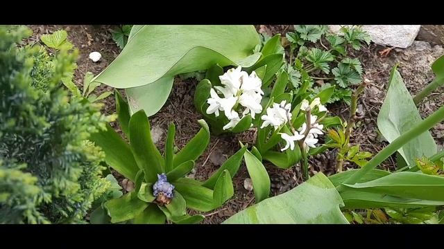 майский дневник ленивой дачницы... смотреть онлайн