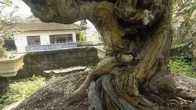 detail bonsai arabika смотреть онлайн
