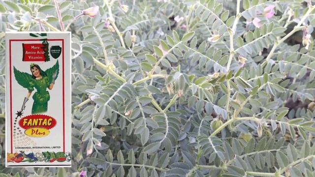 Fantac Plus।। Amino Acid।। Coromandel Company।। चना की खेती।। #farmer #technical_agricuture смотреть онлайн