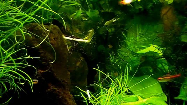 #Aquarium Мой аквариум - травник. Archive. смотреть онлайн