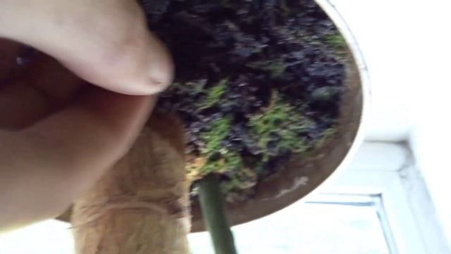 як посадити грошове дерево смотреть онлайн